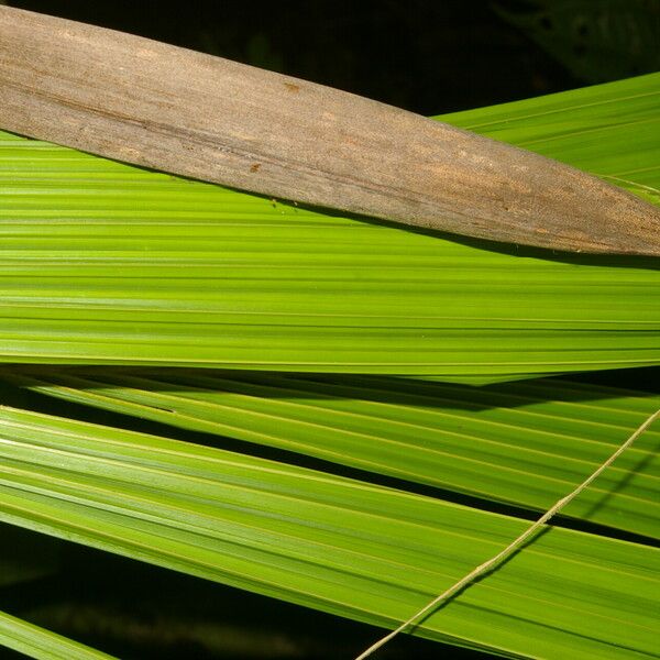 Reinhardtia latisecta Blatt