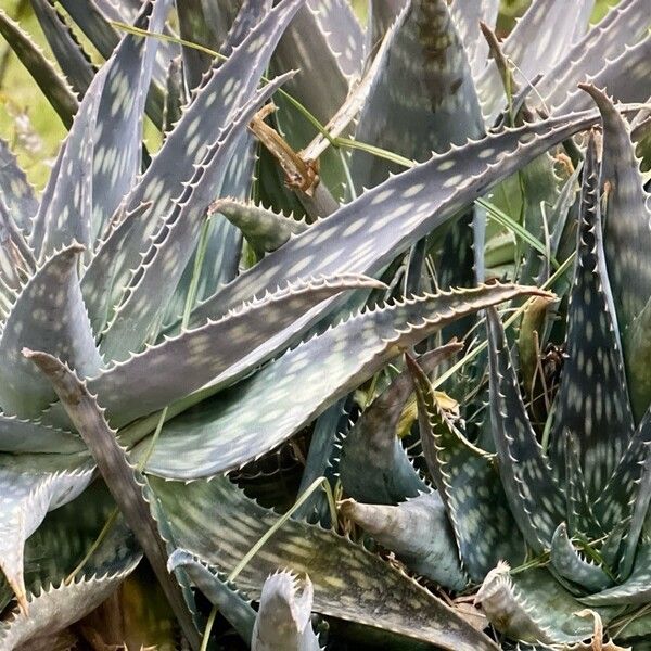 Aloe maculata Lehti