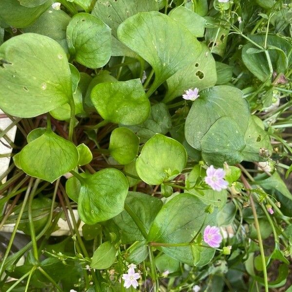 Claytonia sibirica Yaprak