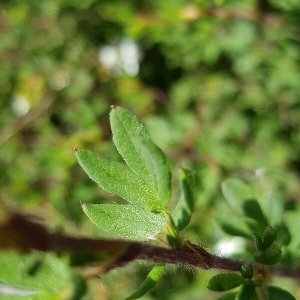 Dasiphora fruticosa 葉