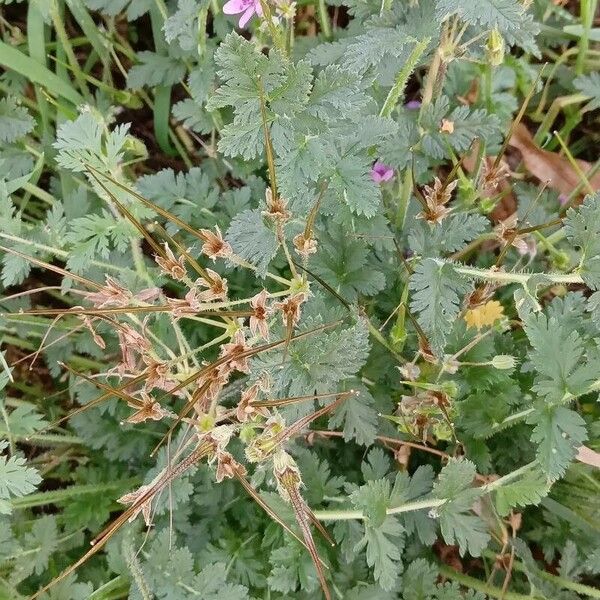 Erodium cicutarium Хабит