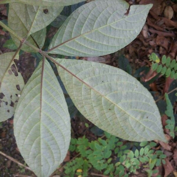 Strobilanthes crispa Leaf