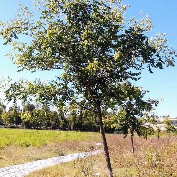 Koelreuteria paniculata Hábito