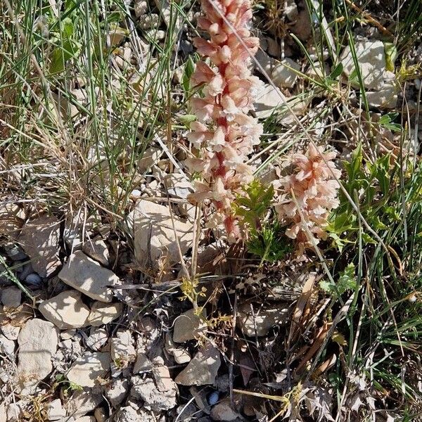 Orobanche amethystea Flower