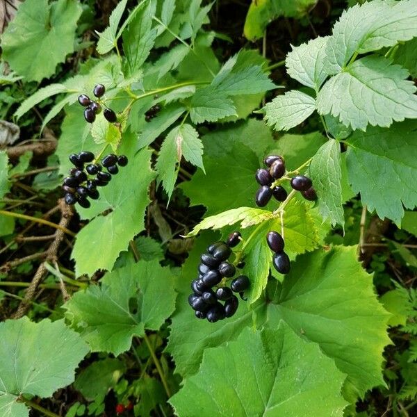 Actaea spicata Фрукт