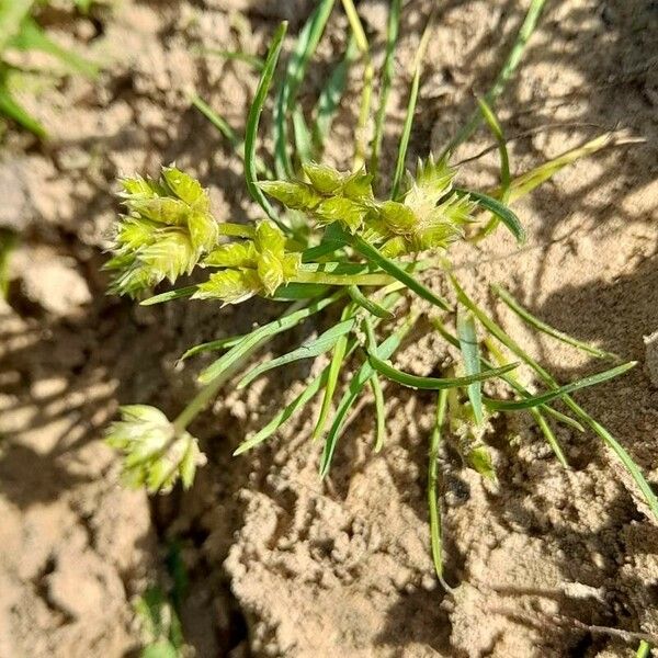 Cyperus squarrosus Altres