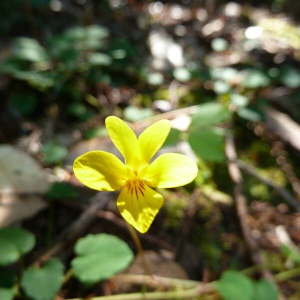 Viola sempervirens Habitus