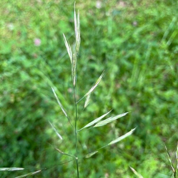 Bromus erectus Квітка