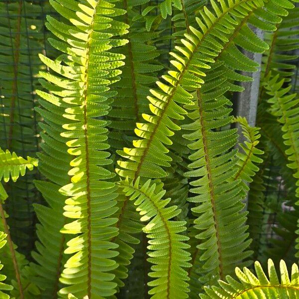 Nephrolepis cordifolia Leaf