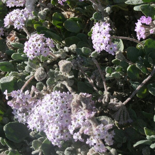 Abronia umbellata Blüte