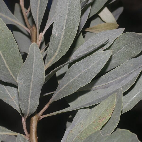 Tessaria integrifolia Листок