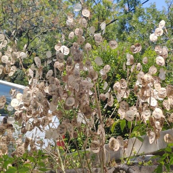 Lunaria annua ফল