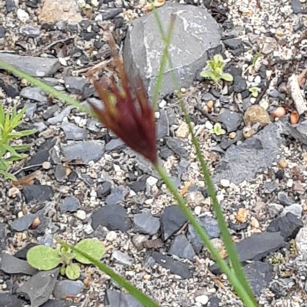 Dianthus carthusianorum Blomma
