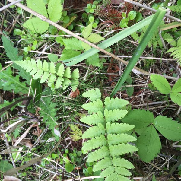 Dryopteris cristata (Crested buckler fern)