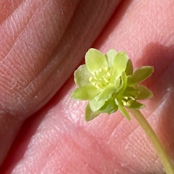 Adoxa moschatellina Květ