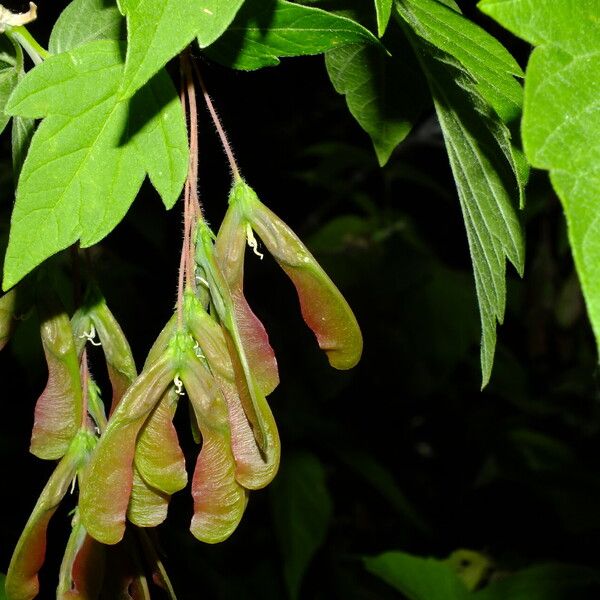 Acer negundo फल