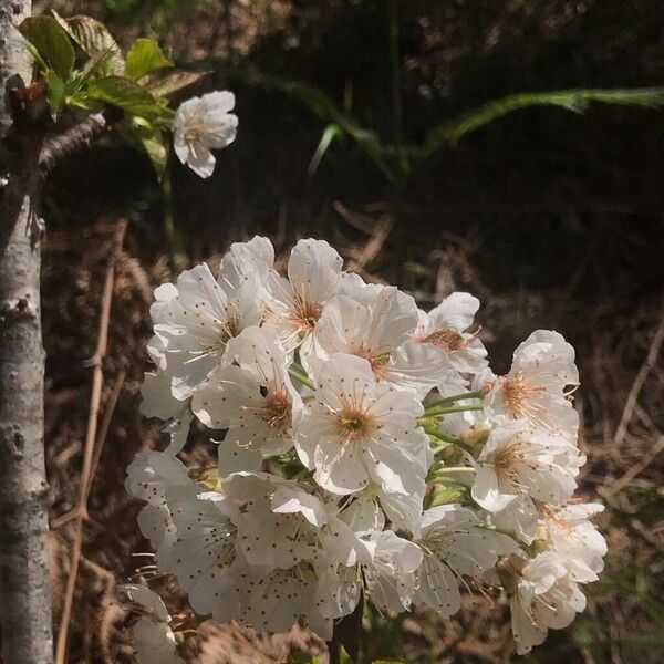 Prunus × gondouinii Цветок