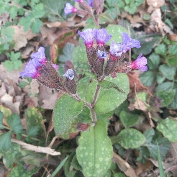 Pulmonaria officinalis Flors