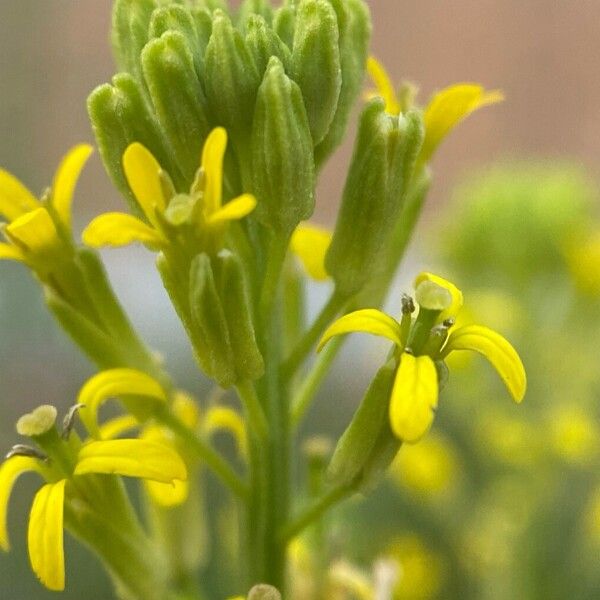 Erysimum cheiranthoides Flower