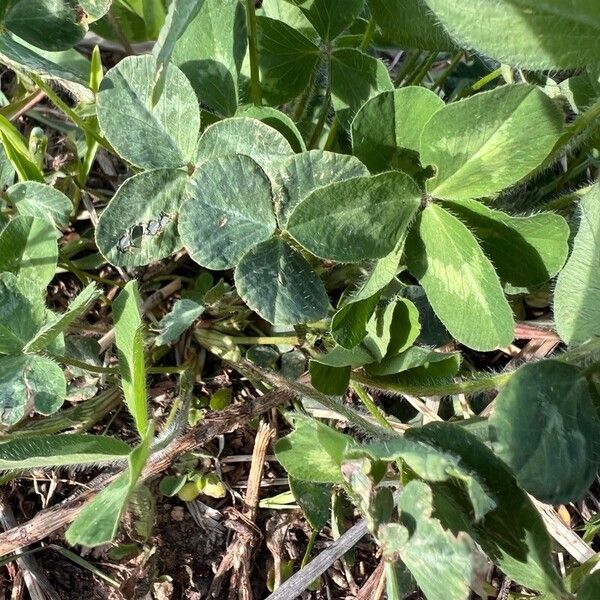 Trifolium subterraneum Folha