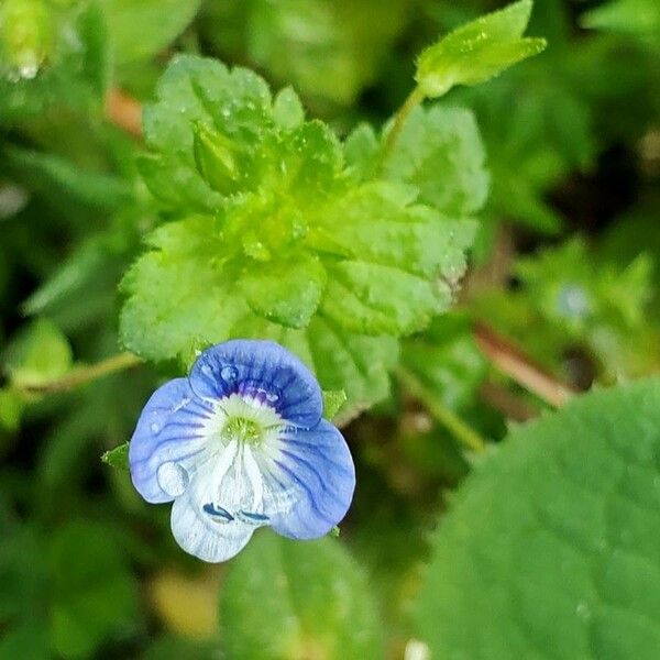 Veronica persica Fiore