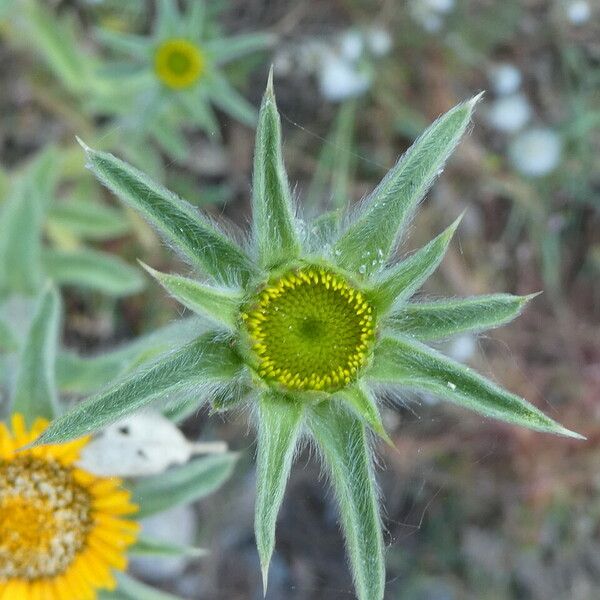 Pallenis spinosa Floare