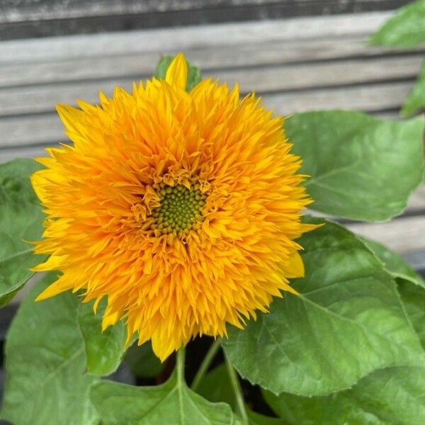 Helianthus annuus Fiore