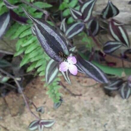 Tradescantia zebrina Květ