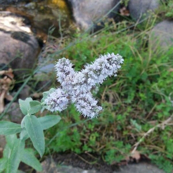 Mentha longifolia Flower