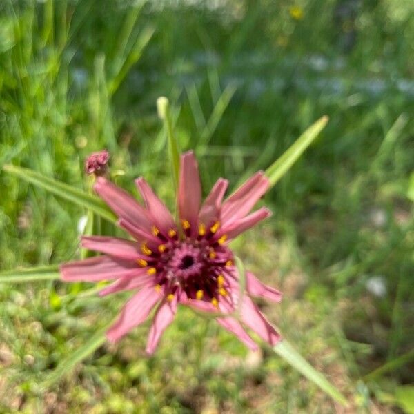 Tragopogon porrifolius 花