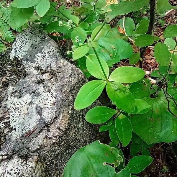 Galium kamtschaticum Leaf