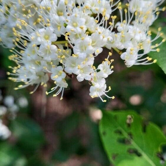 Viburnum cassinoides Blomst