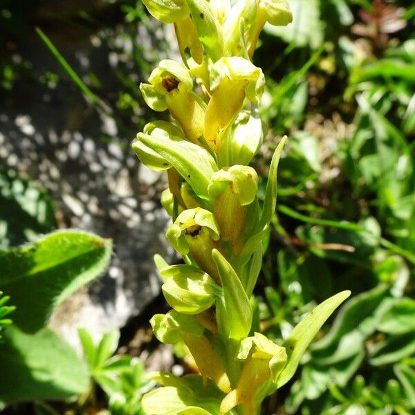 Dactylorhiza viridis Kukka