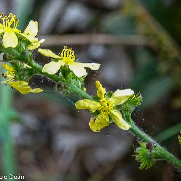 Agrimonia eupatoria Blomma