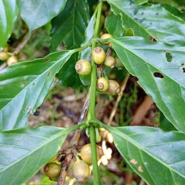 Coffea canephora Vrucht