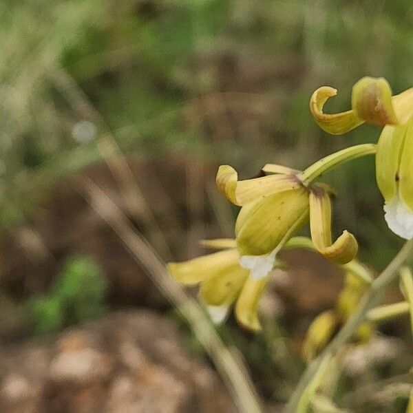 Eulophia petersii Flor