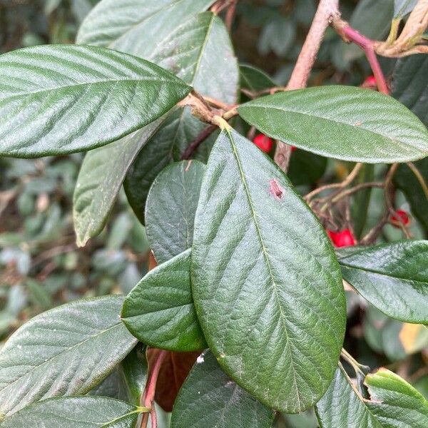 Cotoneaster frigidus Ліст