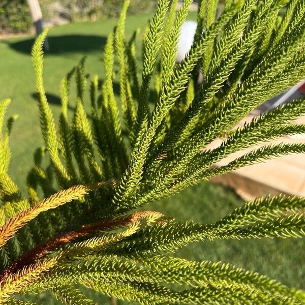 Araucaria heterophylla Leaf