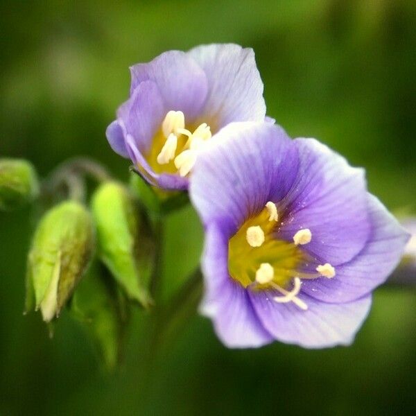 Polemonium reptans Floro