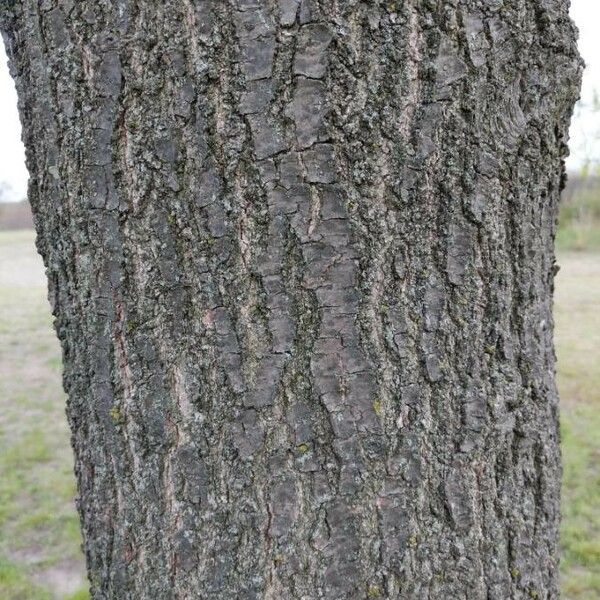 Quercus rubra Bark