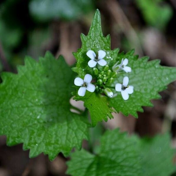 Alliaria petiolata Flower