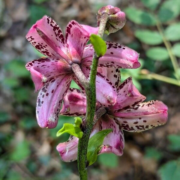 Lilium martagon Kwiat