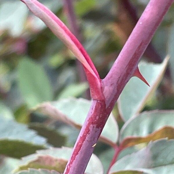 Rosa glauca その他の提案