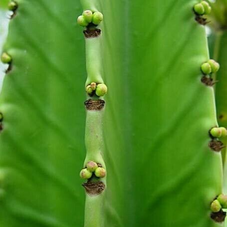 Euphorbia abyssinica Цветок