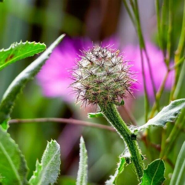 Centaurea sphaerocephala Blüte