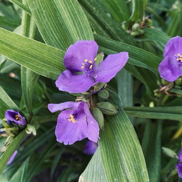 Tradescantia virginiana Flor