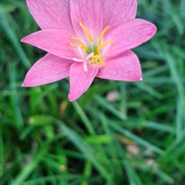 Zephyranthes rosea ফুল