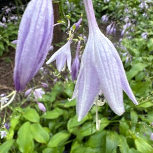 Hosta lancifolia ᱵᱟᱦᱟ