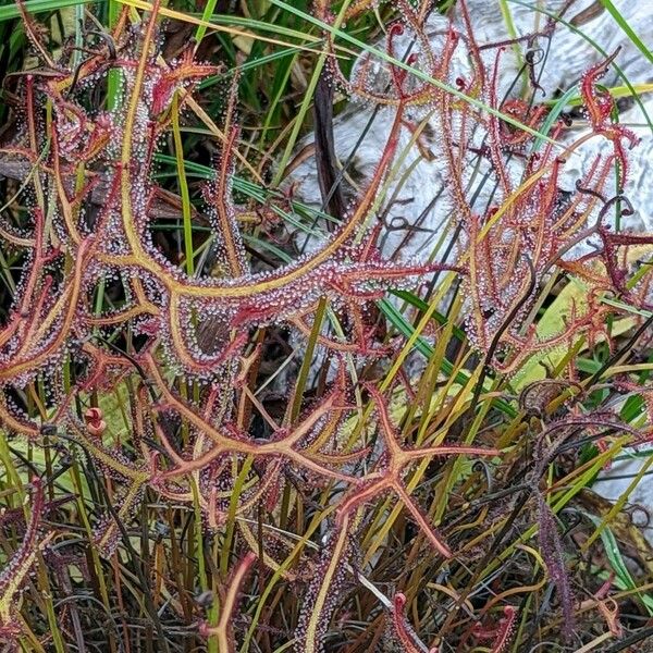 Drosera binata Leaf