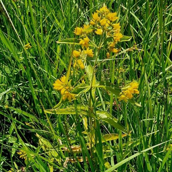 Lysimachia vulgaris ശീലം